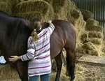 Brisbane Biodynamic Craniosacral Therapy for Horses