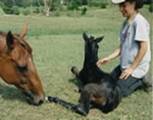 Brisbane Biodynamic Craniosacral Therapy for Mare and Foal